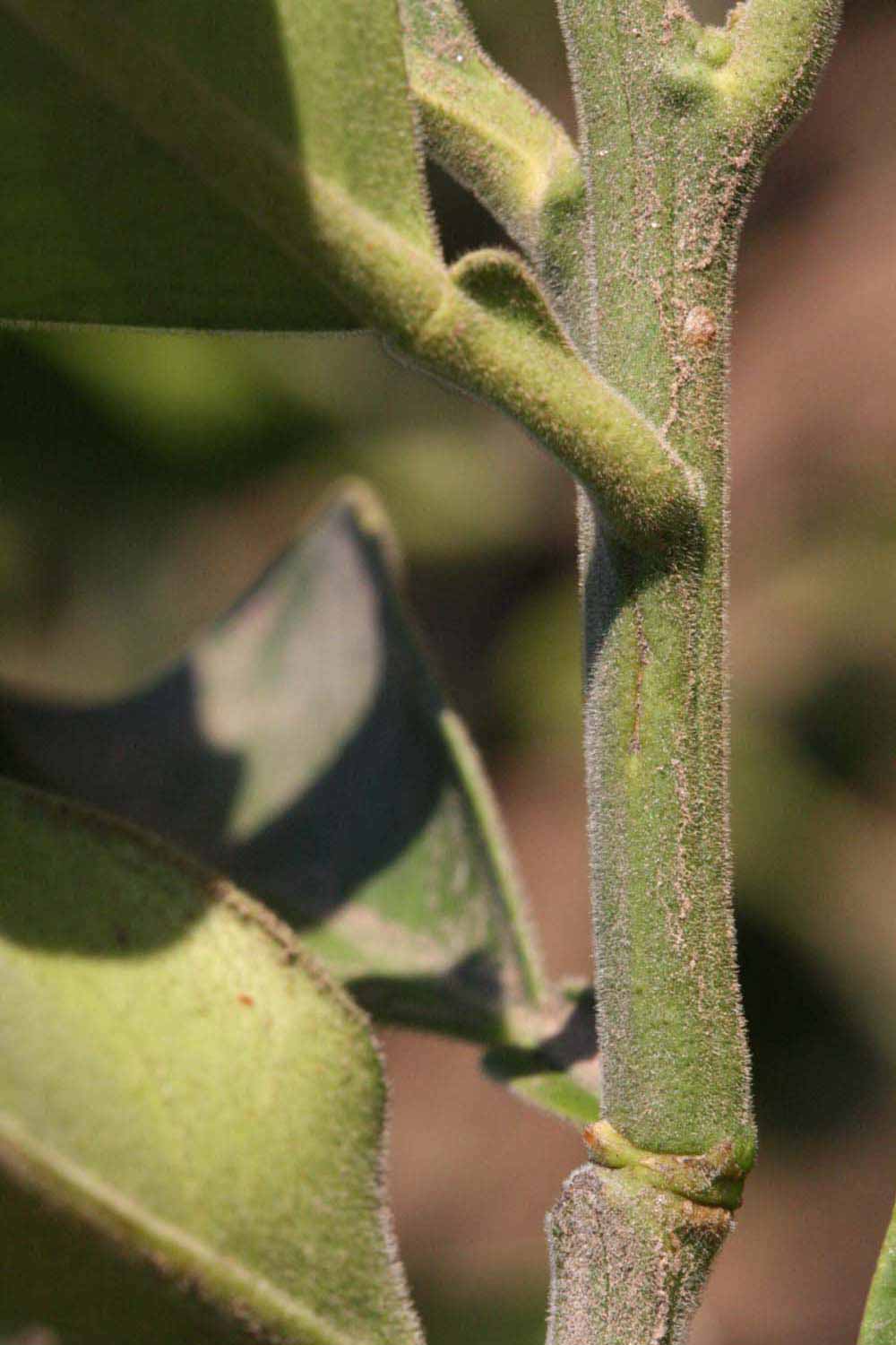            First year twig (Riverside, CA)   